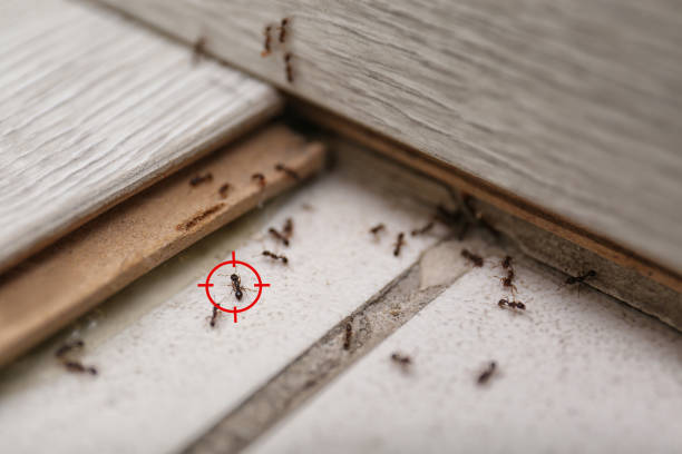 Best Emergency Pest Control  in Winter Park, FL