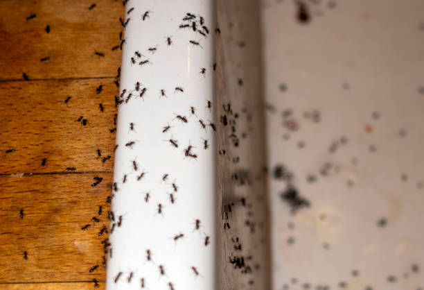 Pest Prevention Services in Winter Park, FL