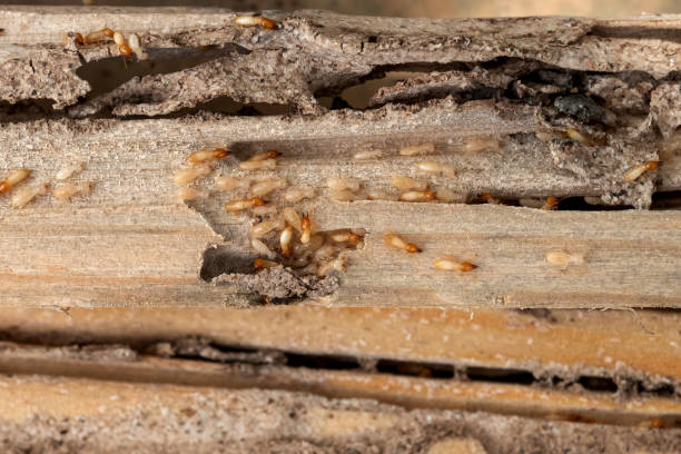 Best Local Pest Control Services  in Winter Park, FL